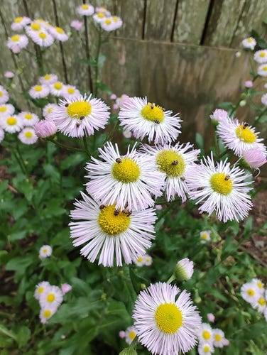 Group of white, tinted purple, Fleabane flowers dotted with tiny carpenter beetles 