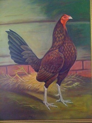 Colour image of painting by Herbert Atkinson showing a cockerel with the plumage of a hen.