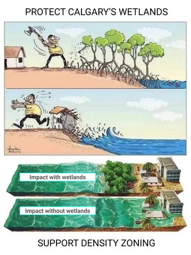 Cartoon 1 shows dude chopping down trees beside a body of water & next panel shows him running away as the water chases him up and destroys his home. Cartoon two reads 'impact with wetlands' vs impact without and shows water safely contained in the first and flooding in the second. Content reads: "Protect Calgary's Wetlands" and "Support Density Zoning"