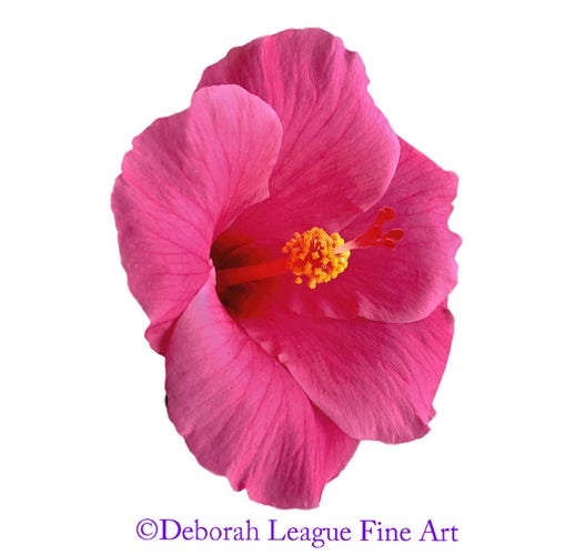 Single pink Hibiscus bloom isolated on white photographic art print. Modern and dramatic flower art. Perfect as a single piece of art and even better when displayed in a series of three. Consider either the same piece framed and hung three across on your wall or mix and match it with other similar images in my gallery for real drama. Also available on black.