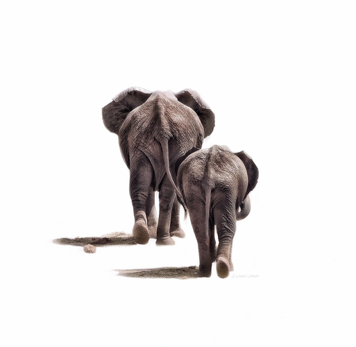 This is a minimal photo edit of two elephants, a mother and daughter walking away highlighting their cute bums in Kenya.