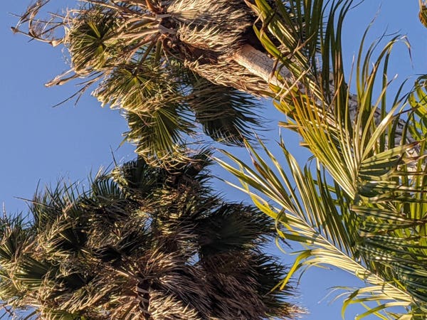 photo PoV looking up into a couple of palm trees in southern California