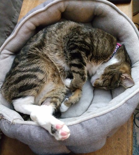 An 11 month old tabby cat is lying in her cat bed fast asleep.  Her little front paws are curled up towards her body.  One white hind foot is sticking out of the bed, revealing pink toe beans.