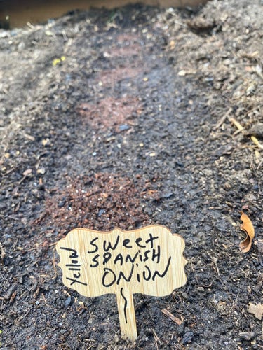 A wooden plant label with "Sweet Spanish Onion" handwritten on it, stuck into soil.