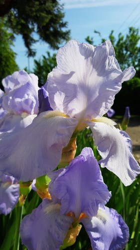 bearded iris, blue-pinkish, closeup