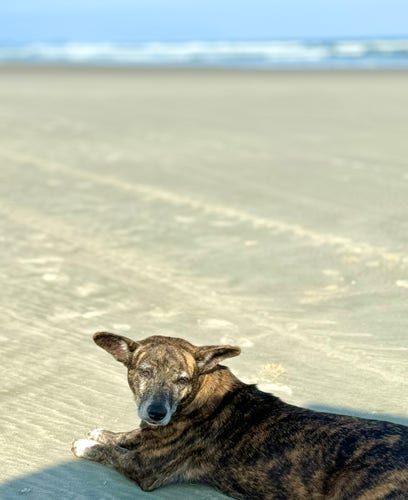 an adult brindle striped dog lounging on the beach 