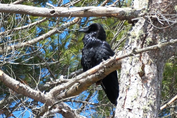 A large black bird sitting among the bare branches of a White Pine.