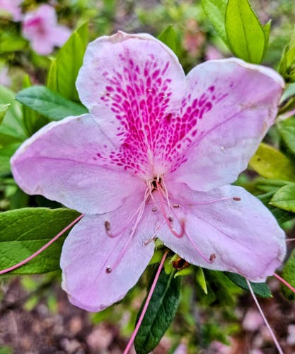 Close up of a large multi-shade pink Azalea flower in a green shrub.