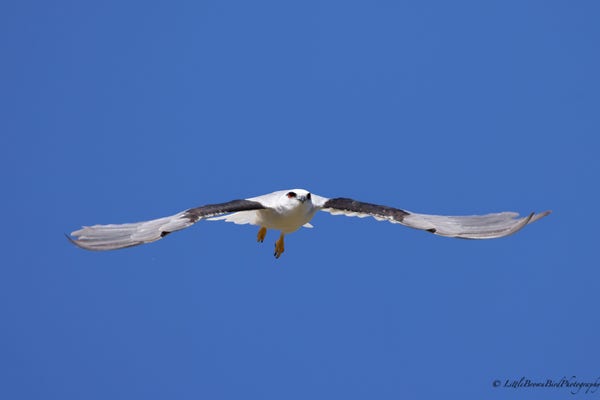 A Black Shouldered Kite flying almost towards the camera.  The sky is very blue and the bird has piercing red eyes.