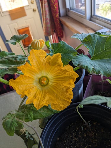 Big yellow squash flower
