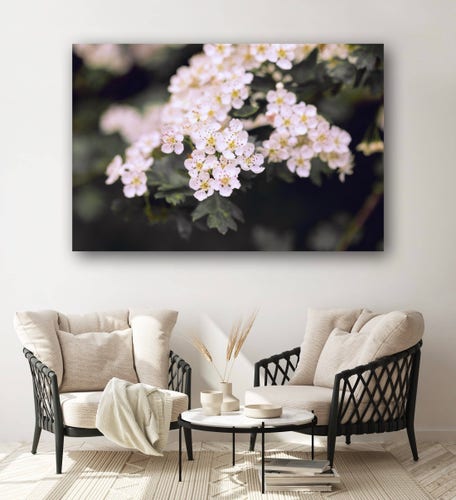 A cluster of delicate white flowers with subtle pink centers blooms amidst a darkened backdrop.