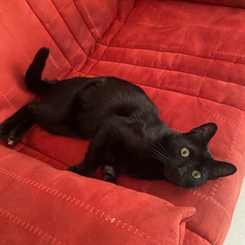 Photo : magnifique chat noir couché sur une couverture rouge qui nous regarde 

NOUGAT, 2 ans, est très gentil et il aime les caresses. 
Il est stérilisé et identifié.

N'hésitez pas à contacter sa famille d’accueil pour pouvoir le rencontrer, numéro que vous trouverez en cliquant sur le lien : ⤵️
https://www.chatslibres.com/adopter-un-chat/nougat-2-ans-environ-noir/
