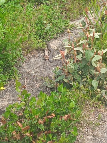 Australian tiger snake, a big one, sunning itself on a narrow hiking path.