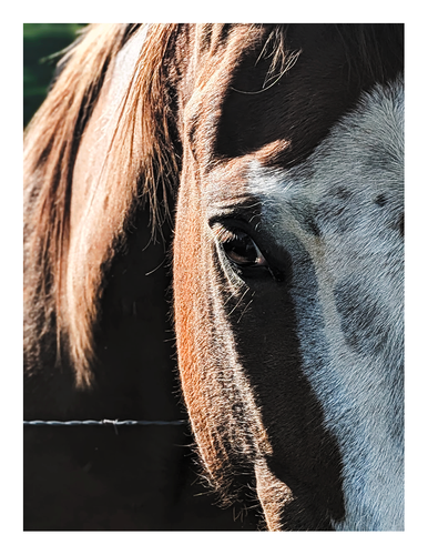 high-contrast. afternoon light. tight close-up crop of a chestnut-colored horse's face, white with black markings, their crest is out of focus.