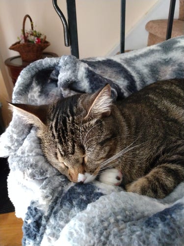 A young tabby cat is sleeping peacefully in her cat bed near a stairway.  She is lying on top of her favorite grey and white blankets.  Her front paws are curled up to her chest 