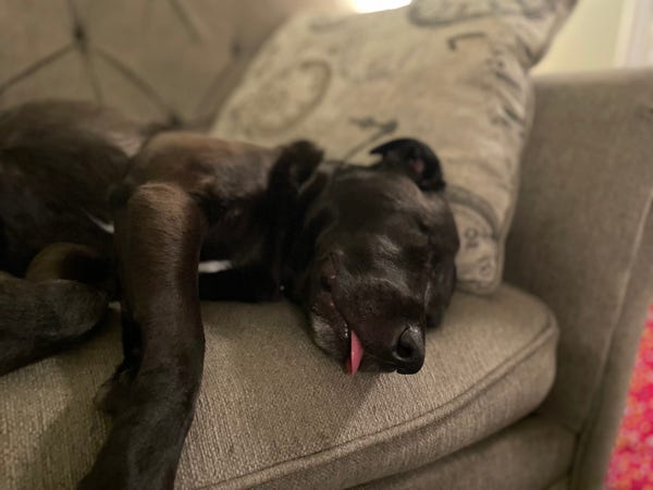 A black lab/pittie mix with spots of white on her chest and chin lays on her side on a couch. She’s got floppy ears and only one eye. She is doing a real good blep, a good half inch of tongue outside the mouth.