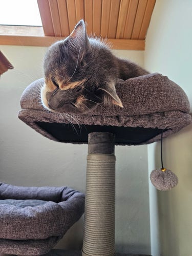 A pensive calico cat lying in the top bed of a cat condo tower, grey to match her primary color, beneath a skylight. (Her humans know that despite the peaceful pose if we reach out to her when on that level we will be gently nipped. And of course we find it difficult to resist petting her.) 