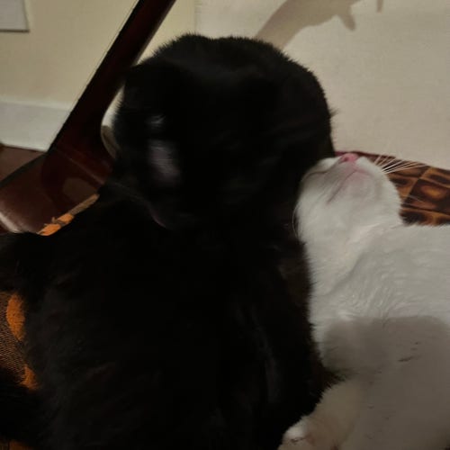 a white kitten loves her black cat brother
