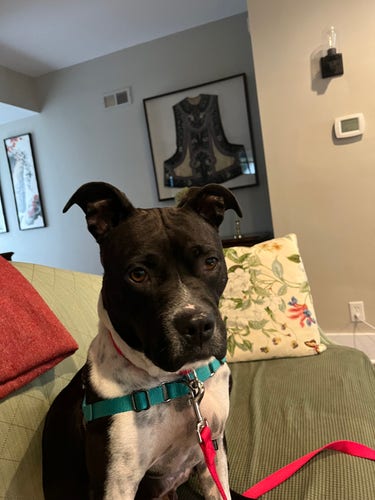 Young pitbull dog with a black head and black and white body. She is wearing a green harness, red collar, and red leash attached to harness and collar. She is staring at the camera from her perch on the sofa, with her perky little ears flopped forward. 