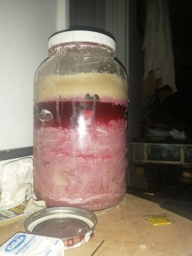 This is teff flour and purple Jamaica (hibiscus) tea fermenting in a gallon glass jar