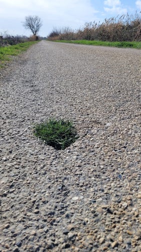 Vue au ras du sol d'une route communale bordée de végétation. Au premier plan, dans un mini nid-de-poule une touffe d'herbe pousse.