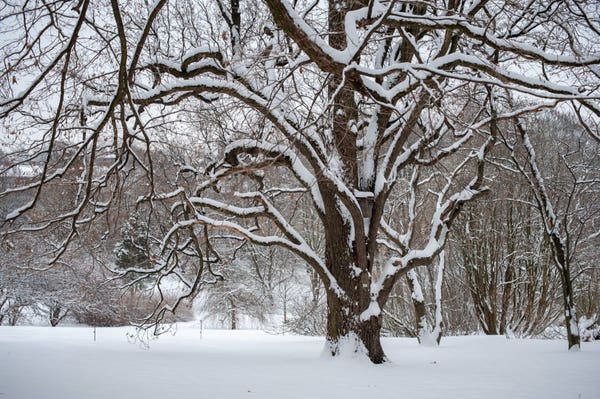 A tree in a park. Bare branches with a layer of snow.