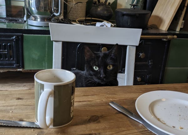 Black cat sitting on a chair at the breakfast table
