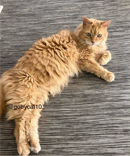 Goby, a fluffy ginger cat, lying on his side on a black, grey and white flat woven carpet. He is staring at the camera. His front left is bent towards him and his right front paw is slightly extended at an odd angle. 