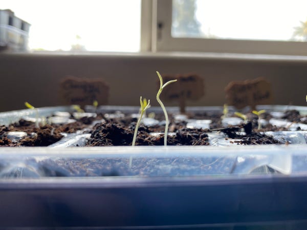 Tomato seedlings sprouting in a tray with soil, with labeled plant markers in the background and a window with daylight.