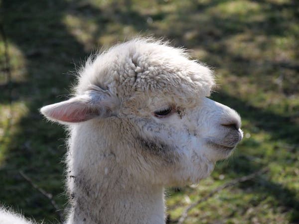 Close-up of an alpaca's face on a sunny day at the farm, with soft white fur and a serene expression.
