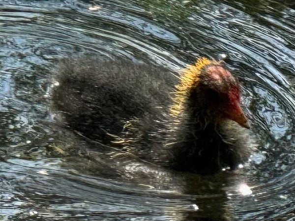 A close up picture of a tiny coot chick swimming on the park pond. It’s covered in fluff, except on top of its head where it’s fairly bald. Most of the fluff is black or grey, but on the back of its head the fluff is golden, and here it’s catching the sunlight. 
