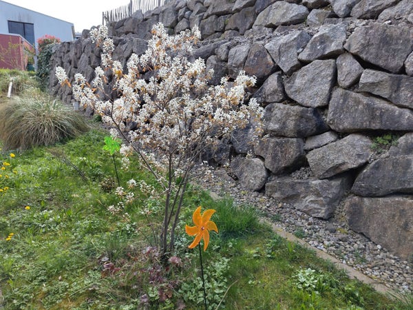 Eine Kupferfelsenbirne, übersäht mit weissen Blüten, ca. zwei Meter hoch und ca. 1.5 Meter breit, in naturbelassenem Garten (mit Löwenzahn und sonstigem Beikraut) vor einer Felsenmauer, ein orangenes (vorne) und ein grünes (hinten) Windrädchen. Hinten wachsen zwei dichte Pampas.