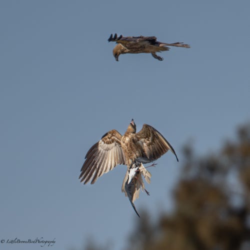 A whistling kite with a recently captured stilt in it's talons, screeching aggressively towards another whistling kite which is flying just above.