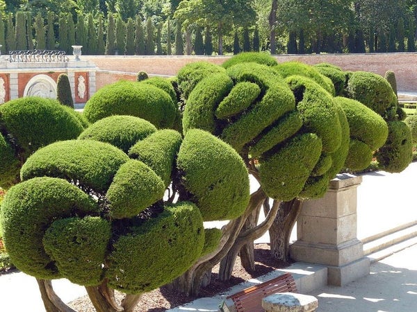 Cupressus formés en topiaires (El Parterre, Parque del Retiro, Madrid, photo Cillas / Wikimedia Creative Commons)