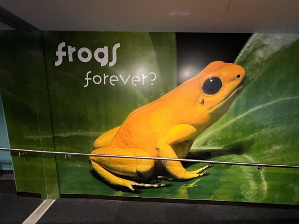 A large mural with the photo of a yellow frog. Above the frog it reads "frogs forever?"