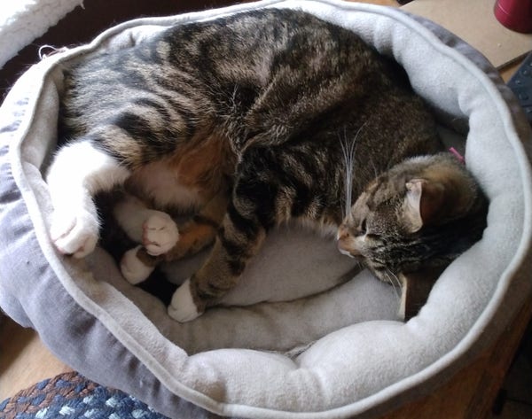 A young tabby cat is lying on her side in her bed.  She is sleeping peacefully.  One white hind leg is resting on the edge of the bed.