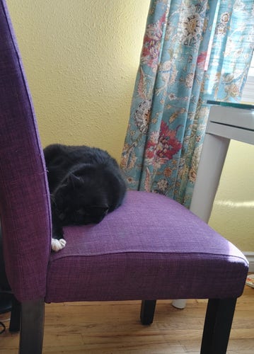 Cat (tuxedo) sleeping in chair (purple) 