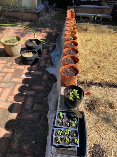 A row of terracotta pots with various plants on a brick path next to a bed of straw. Some plants are in the early stages of growth in seed trays, with a backdrop of a garden featuring a raised bed and trees.