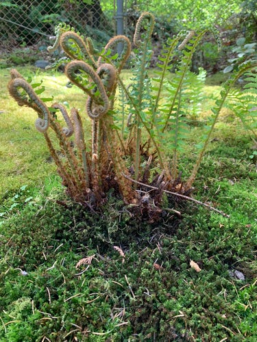 Fiddlehead ferns amongst the blankets of moss