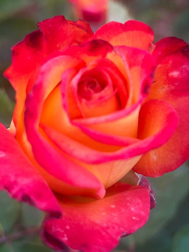 Unknown hybrid tea rose, petals with a golden base and red/rose tips. 