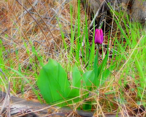  - A single purple tulip emerges among green leaves against a backdrop of dry grasses and twigs. The vibrant color of the flower stands out in contrast to the muted tones of the surrounding nature.