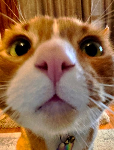An adorable orange and white tabby cat named Jesse James inquisitively pokes his light pink nose right up to the wide-angle camera lens. His glossy green eyes are looking right at us and you can almost picture his cute little mouth saying “what’s up guys!?” The camera is zoomed in so close that his entire head doesn’t even fit in frame, and all his whispy white whiskers poke off it every direction. In fact, the cat is so close to the lens that the camera has auto-focused on what little we can see of the carpeted room behind him. It’s not a very technical photo, but it certainly catches a playful mood!