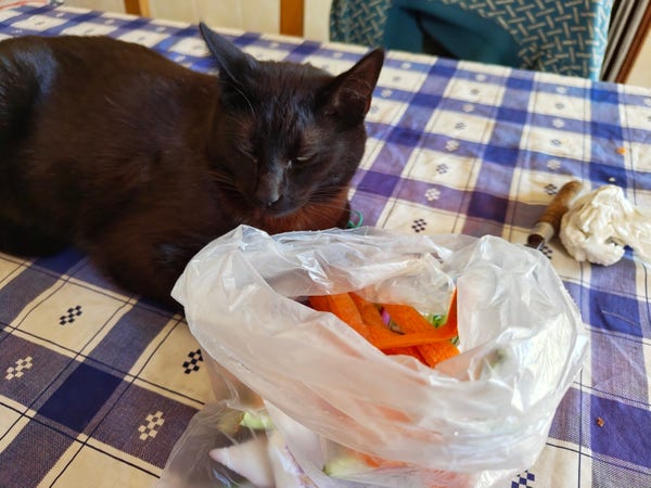Gato preto deitado em cima de uma mesa, com ar aborrecido. Ao seu lado uma saca com cascas de cenoura.