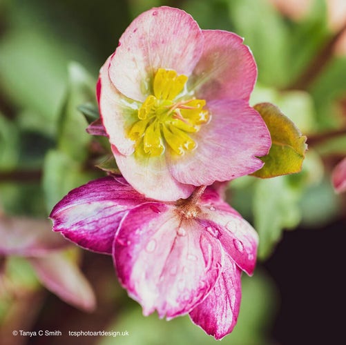 A close-up view of a vibrant pink Helleborus flower with a yellow center, highlighted by water droplets on its petals. 