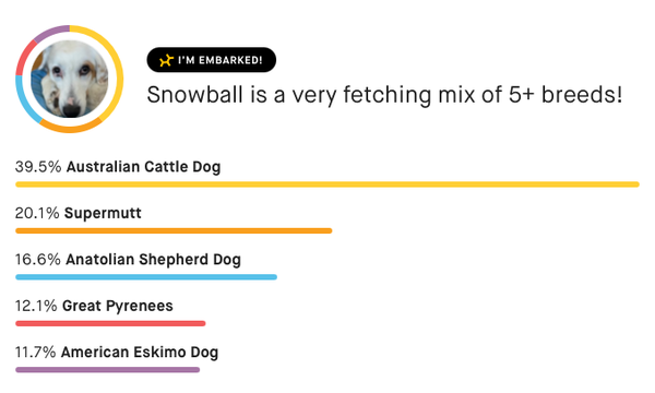 A DNA report for a dog named Snowball who is 39.5% Australian Cattle Dog, 20.1% Supermutt, 16.6% Anatolian Shepherd, 12.1% Great Pyrenees, and 11.7% American Eskimo Dog.