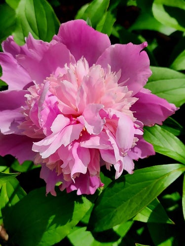 Bright pink peony surrounded by bright green leaves.