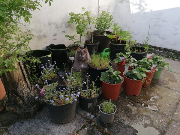 Very cute fluffy grey cat is sitting between flower pots in the back yard. And trying to blend in. She is looking at the camera.