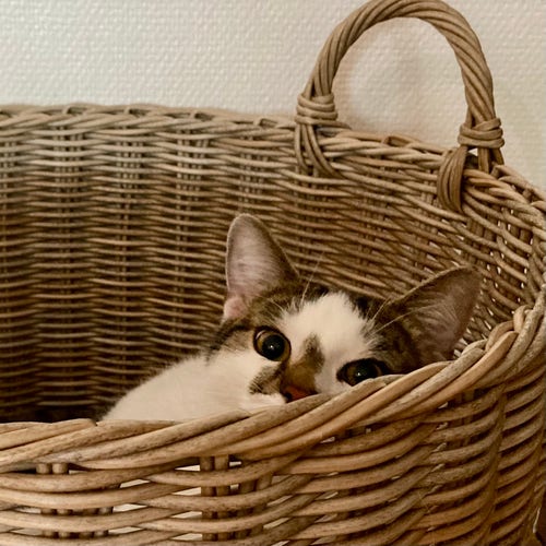 Peeking up from inside a large, round, woven basket with a rounded handle is a mostly-white mackeral tabby cat, just his nose, eyes, and ears visible, looking at you. 