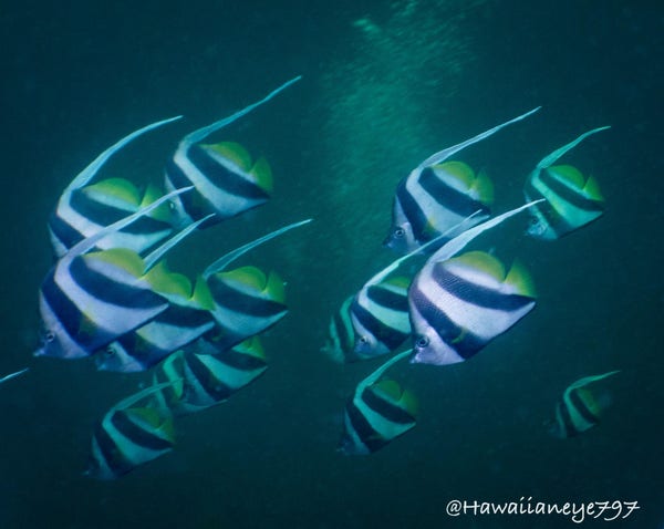 A small group of hand-sized fish marked boldly black, white and yellow with trailing dorsal fins.