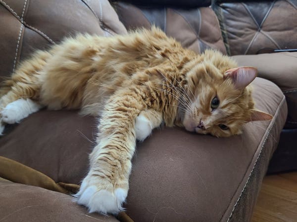 Photograph of a cute, orange tabby cat laying down on a brown couch and stretching their paw forward.